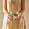 Succulent Large Arrangement 16 x 13.5 cm - Green