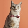 X Paw Billy Cat Rattle Bowtie Collar - Red