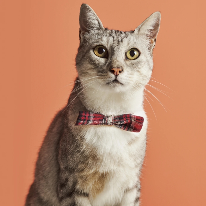 X Paw Billy Cat Rattle Bowtie Colla..