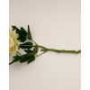 Amaranthus Fabric Single Branch Artificial Flower 48 cm Cream