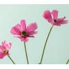 Daisy Single Branch Artificial Flower 62 cm Pink